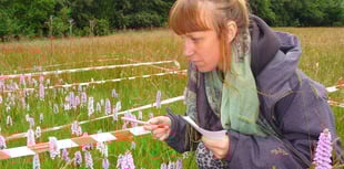 Orchid count at West Wales nature reserve reveals big overall boost