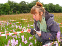 Orchid count at West Wales nature reserve reveals big overall boost