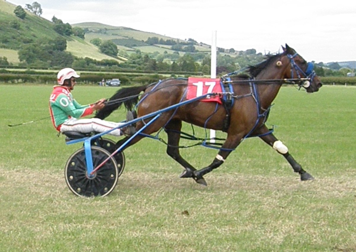 Alibis Dream wins Wales & Border Harness Racing open final at New Radnor