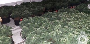 29 jailed so far in cannabis farm crackdown