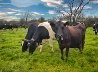 Farmer fined for failures to report death or movement of cows