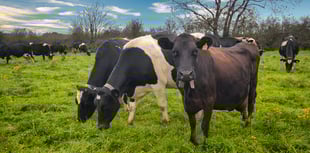 Farmer fined for failures to report death or movement of cows