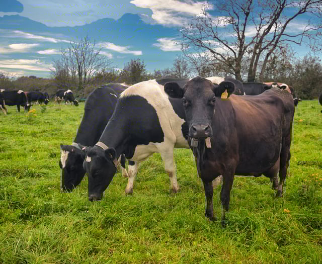 Farmer fined for failures to report death or movement of cows