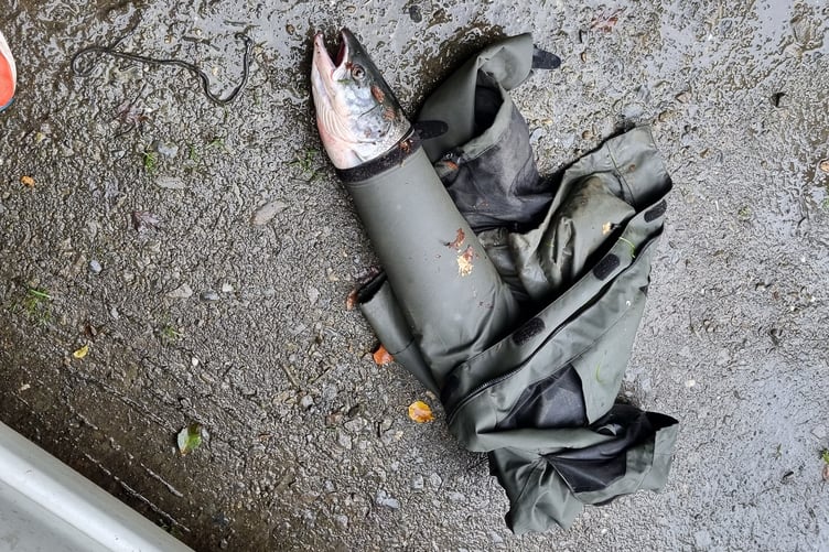 Salmon