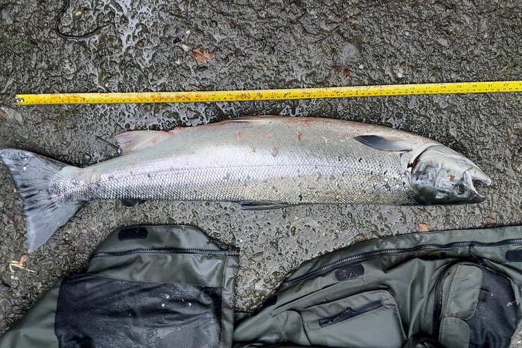 Salmon