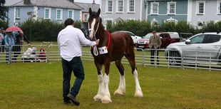 Shire horse show returns to Aberaeron