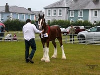 Shire horse show returns to Aberaeron