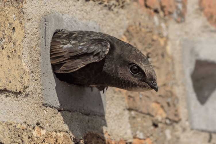 A bird-nesting brick or box, commonly known as a swift brick, is to be installed in every new home