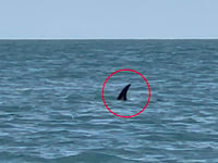 Aberystwyth woman captures shark on camera whilst on fishing trip