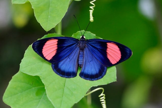 The Painted Beauty comes in both blue and yellow varieties