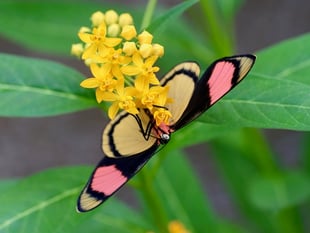 First ever Amazonian Painted Beauty Butterfly at Aber Butterfly House