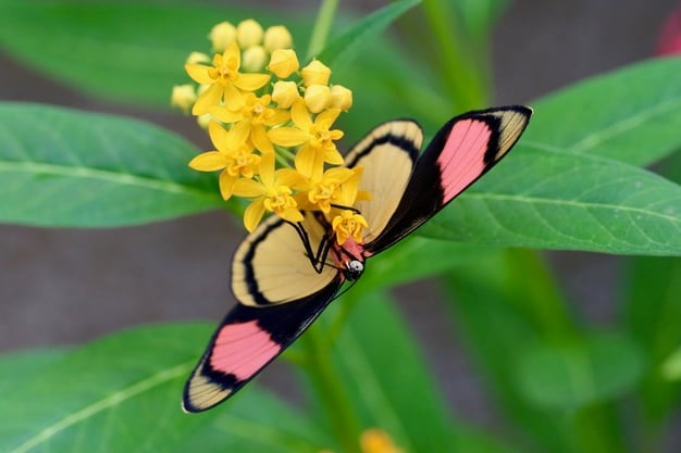 The Painted Beauty Butterfly captured at the Magic of Life Butterfly House in Aberystwyth