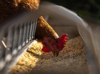 Animal sanctuary can keep its doors open