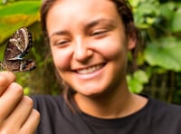 Butterfly study could improve how insects are kept indoors
