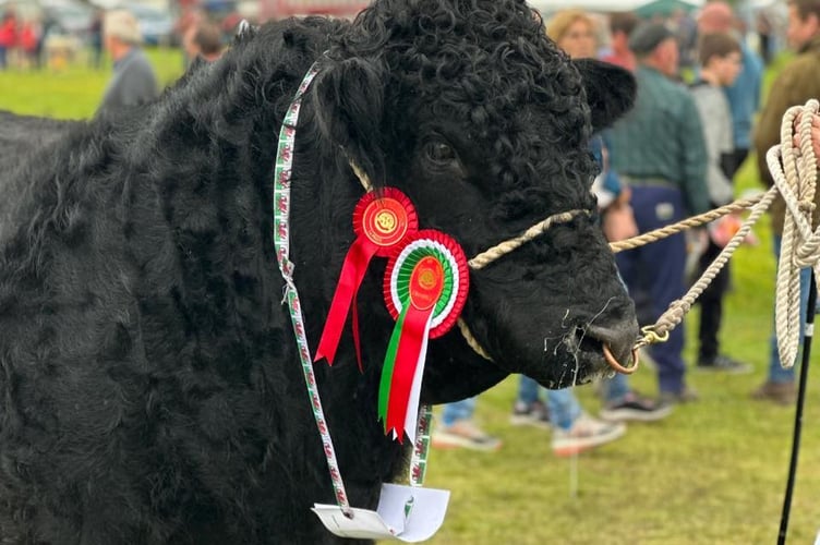 Meirioneth County Show 