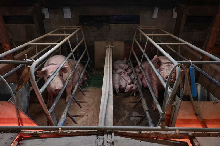 In factory farming 72 per cent of piglets' tails are cut off without painkillers and animals are kept indoors for their lifespan