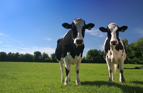 FUW welcomes Bovine TB Eradication Programme Board
