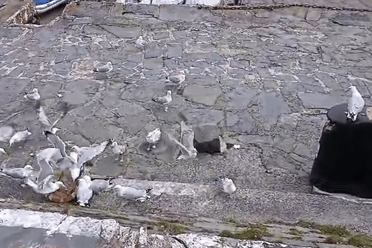 A still from a video showing seagulls ransacking a public bin in Newquay