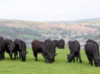 Better grassland management event to be held in Machynlleth