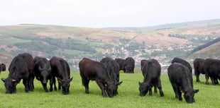 Better grassland management event to be held in Machynlleth