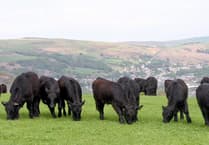 Better grassland management event to be held in Machynlleth