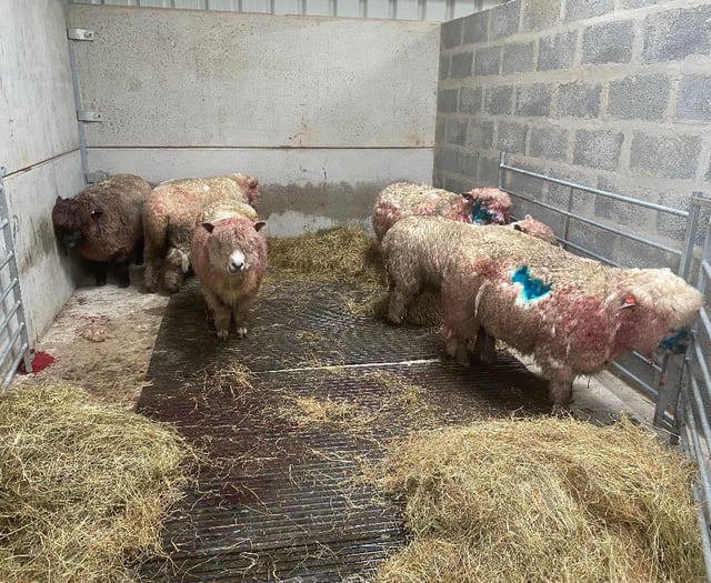 We need a stronger law on livestock worrying