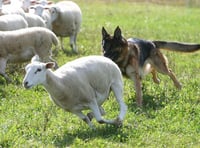 MP calls for urgent talks on tougher livestock attack laws