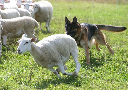 Tough new livestock worry law is welcome indeed