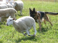 Tough new livestock worry law is welcome indeed