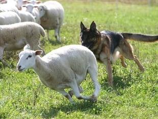 Tough new livestock worry law is welcome indeed