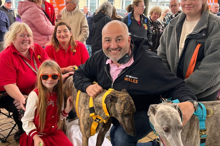 Greyhounds