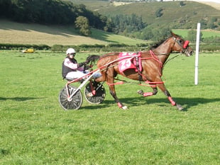 Goodtime Hal back to form with victory at New Radnor