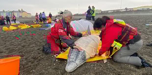 Rubber whales left 'stranded' on Aberystwyth beach