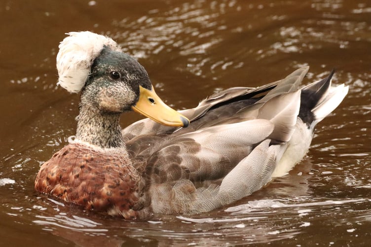 Massini Lisa took this photograph in Aberaeron of what she believes is acrested mallard.