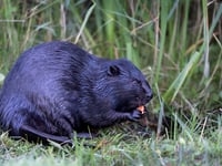 Post-mortem reveals how first beaver to return to Dyfi Valley died
