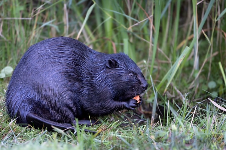 Bedw the beaver was put down in May after sustaining multiple injuries