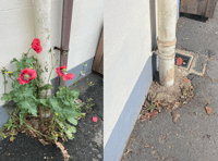 Gardeners' World presenter calls for changes as poppies cut by council