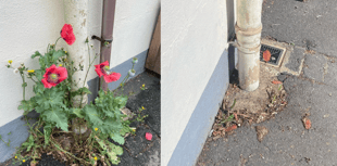 Gardeners' World presenter calls for changes as poppies cut by council