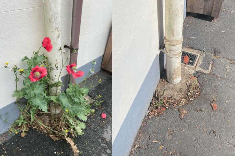 Alys Fowler's poppies (left) where cut down (right) by council workers outside her home in Aberystwyth