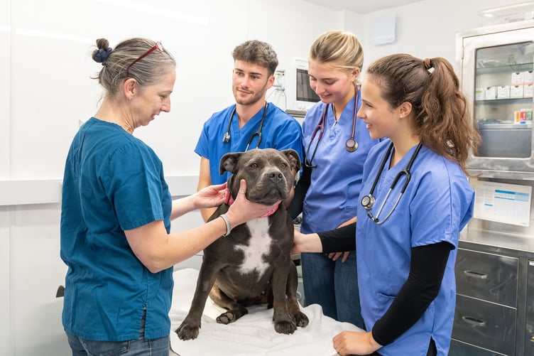 Aberystwyth University veterinary students