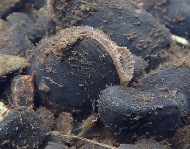 Gwynedd river is site of pearl mussel breeding programme release