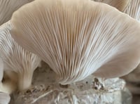 Mushroom growing enterprise set up in Penparcau