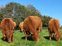 Ceredigion farmer wins national award for cattle herd