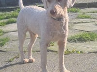 Ceredigion rescue centre desperately seeking home for Sikes