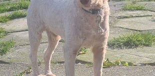 Ceredigion rescue centre desperately seeking home for Sikes