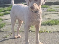 Ceredigion rescue centre desperately seeking home for Sikes