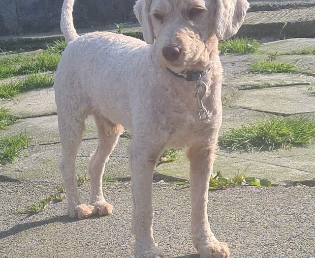 Ceredigion rescue centre desperately seeking home for Sikes