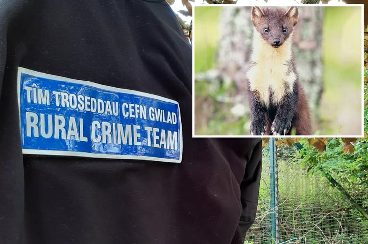 Members of the NWP Rural Crime Team were called to reports of a pine marten (stock picture inset) being held illegally