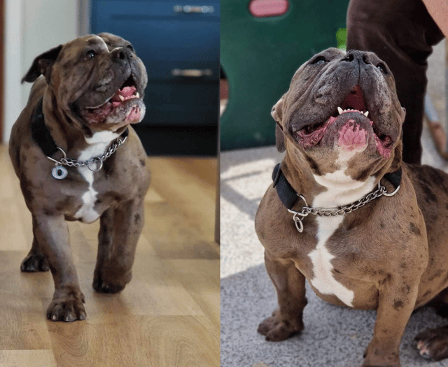 Rescue centre launches new dog appeal after Sikes finds forever home