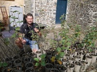 National Trust Cymru secures future of rare Llanerchaeron apple tree